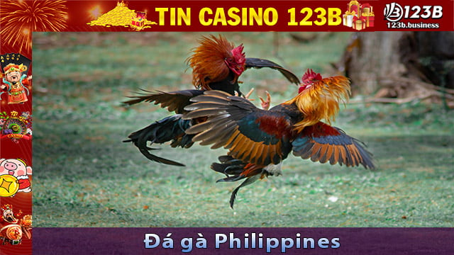 Đá gà Philippines và những trận chiến đầy sôi động tại 123B