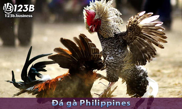 Lịch sử phát triển của hình thức đá gà Philippines