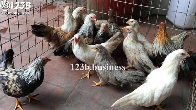 Hướng dẫn cách nuôi gà tre Tân Châu cho kê thủ mới