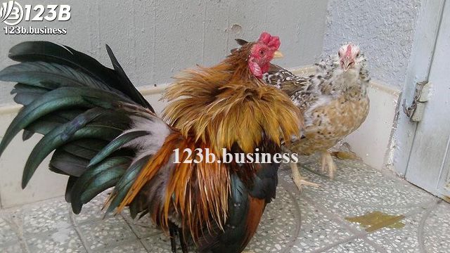 Giá của các con gà tre tân châu là bao nhiêu?